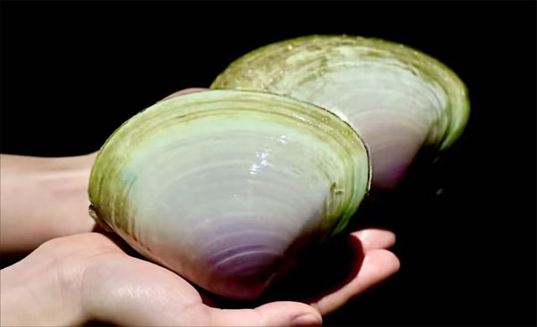 漳港海蚌